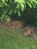 Baby Deer Starting Day at Anacortes WA