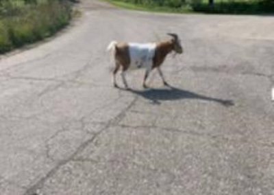 Goat!