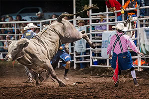 Bull Fighting Several American Freestyle Bull Fighters competing for a high score while a large white bull bucks around the arena.